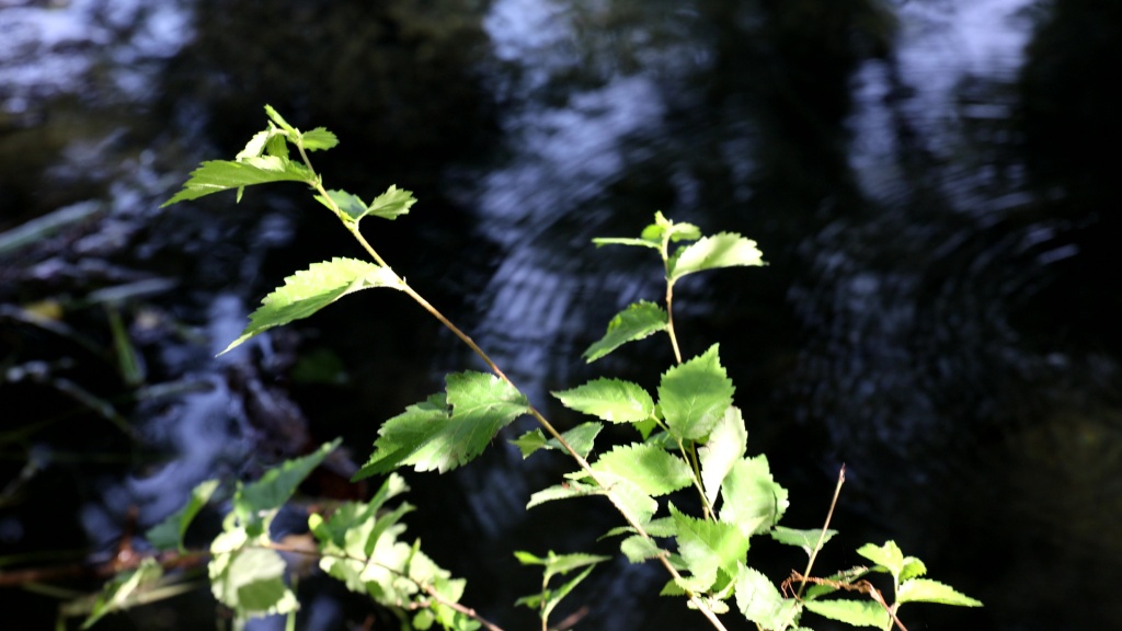 Nacimiento del río Huéznar