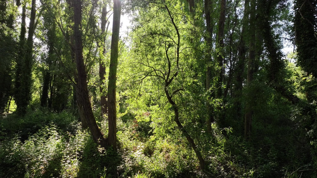 Nacimiento del río Huéznar