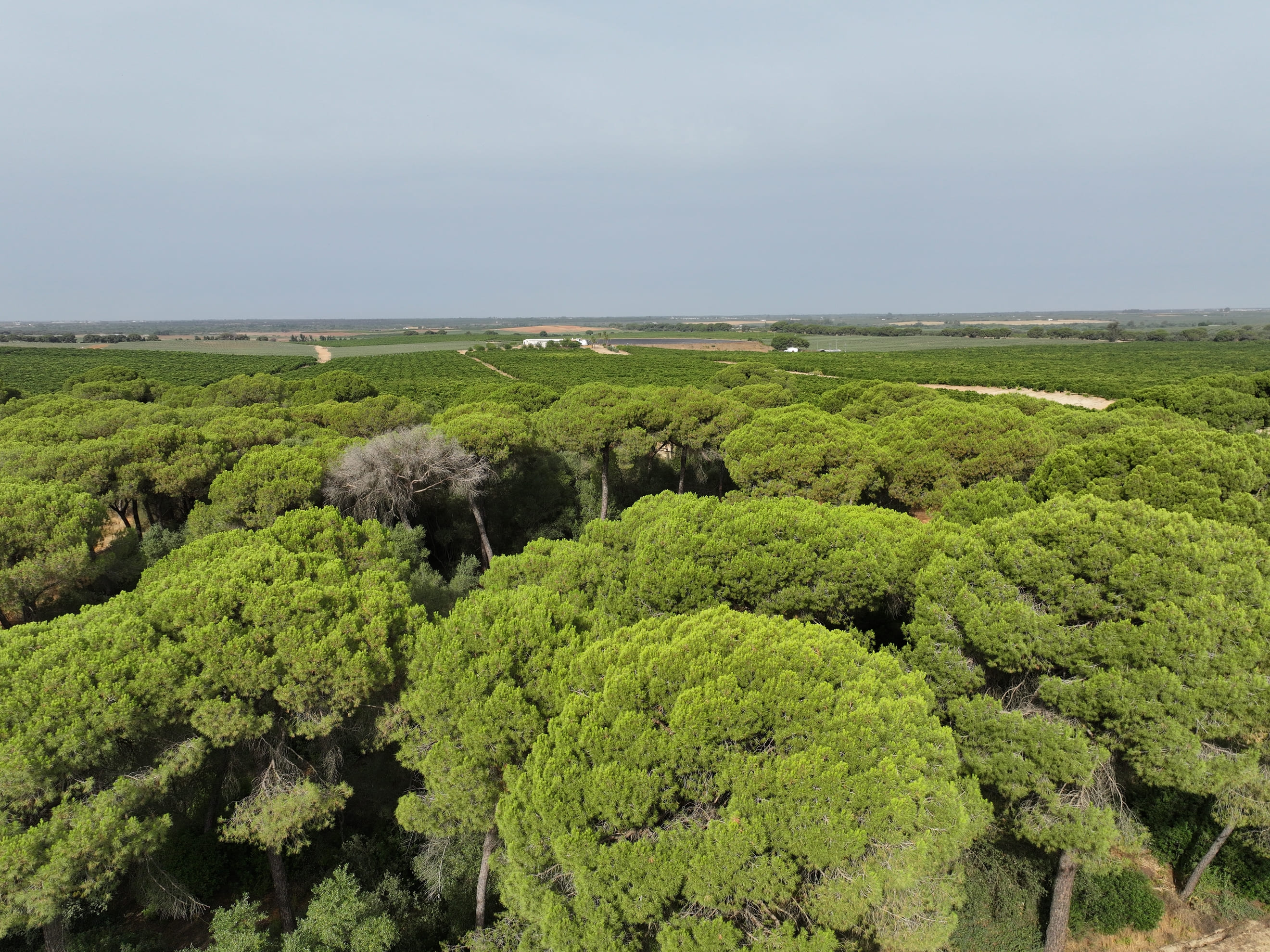 Patrimonio Natural de Aznalcázar