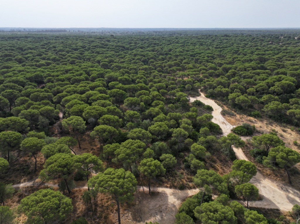 Patrimonio Natural de Aznalcázar