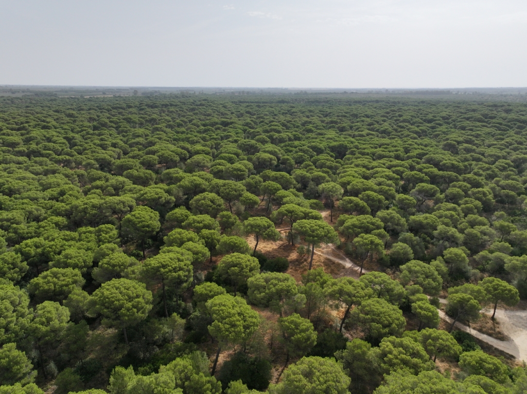 Patrimonio Natural de Aznalcázar