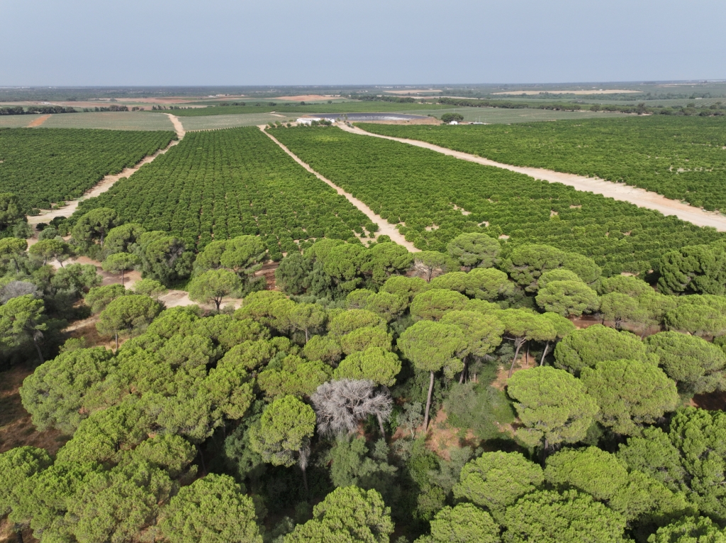 Patrimonio Natural de Aznalcázar